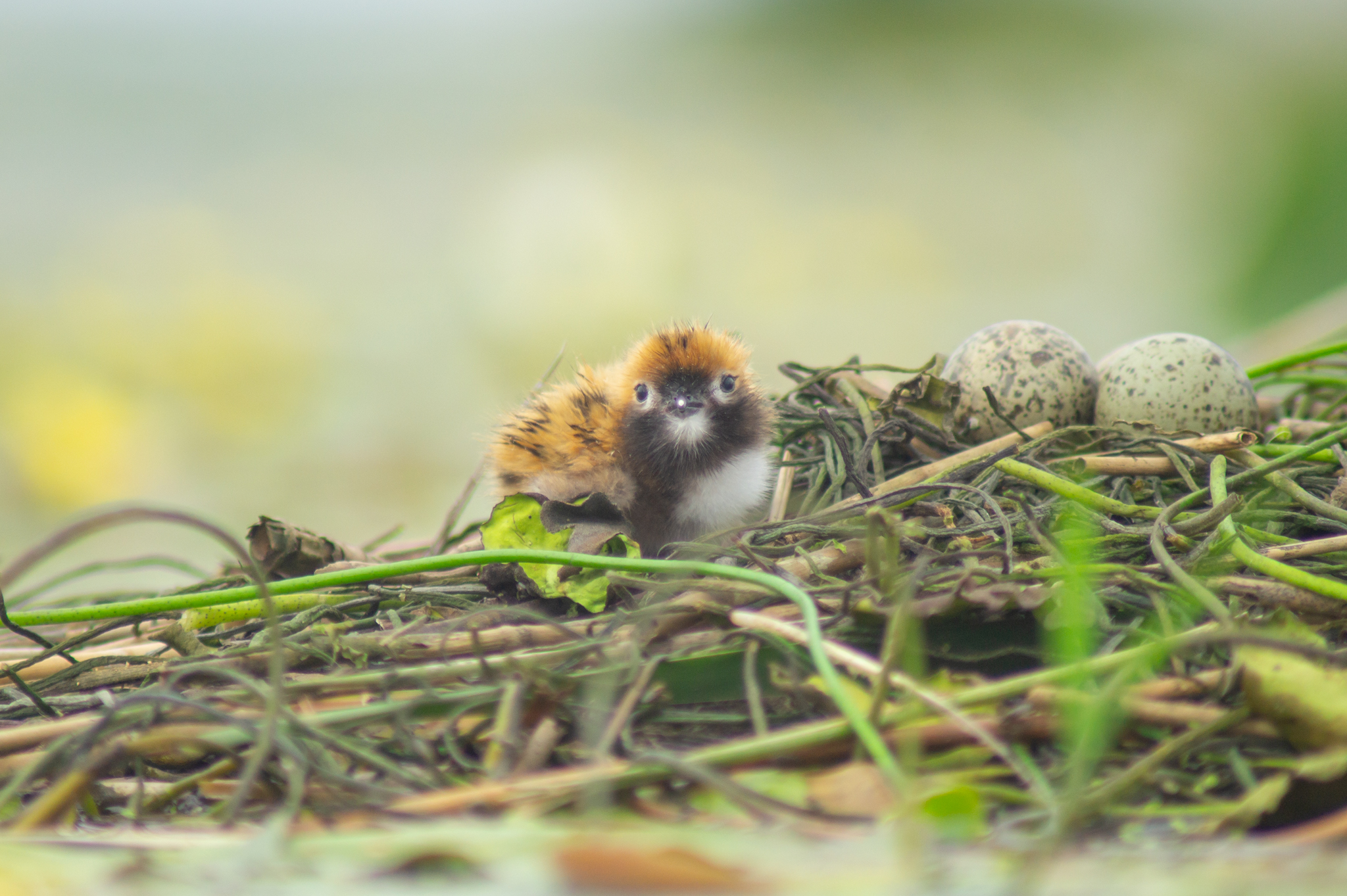 whiskered terns chick and eggs hortobagy